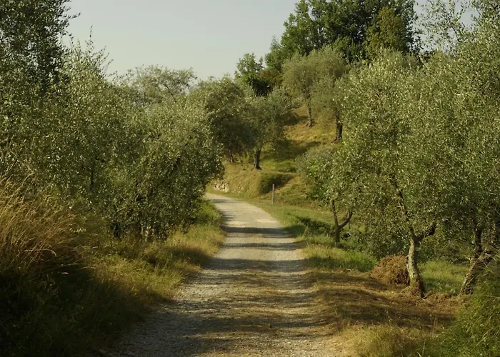 Aramo Verde